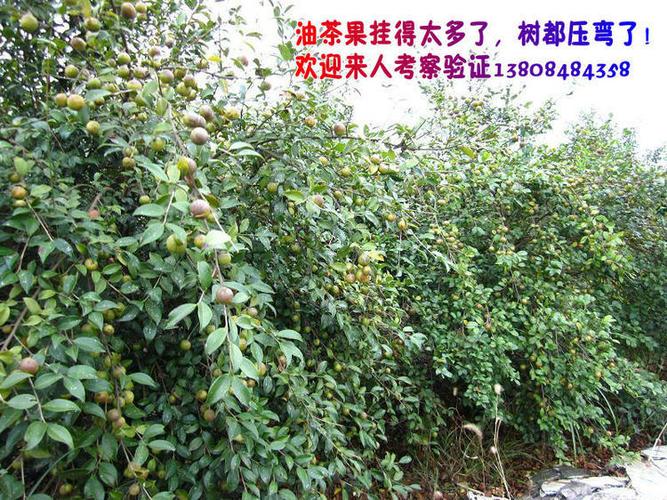 油茶种子高产油茶树苗林木种子种苗油茶籽种子寻合伙人工艺先进湖南省